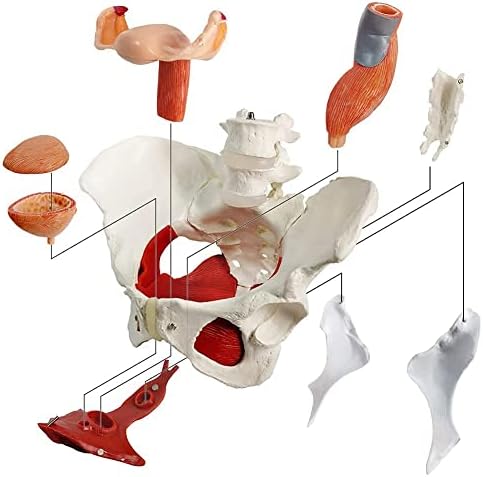 Modelo anatômico perineal pélvico feminino, ovário/reto/reto da vagina do músculo do piso pélvico/ovário da vagina,