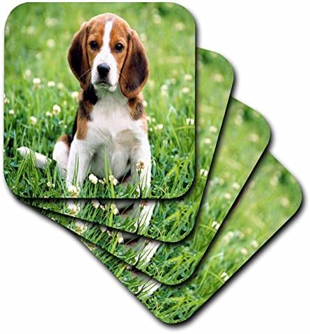 3drose cst_55198_1 pelo amor de uma montanha -russa de beagle, conjunto de 4