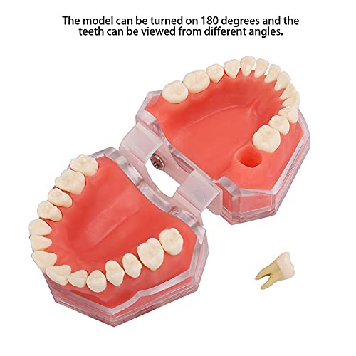 Modelo gengival pode mover o modelo de dente para os dentes modelo oral macio modelo de dente padrão para ferramenta de ensino de prática odontológica