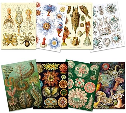 Ernst Haeckel Kunstformen der Natur placas Nature Vintage Vários Sea Life Biologia Arte Impressão Poster Decoração Premium Pack de 8