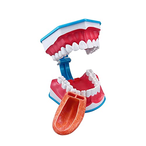 2 vezes o modelo de dentes dentários grandes, modelo de ensino odontológico youya, escovando ferramentas do modelo de dente com modelo de próteses de escova com língua para crianças modelo de ensino de cuidados orais