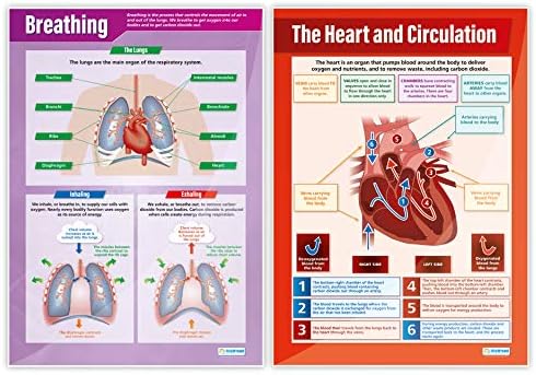 Daydream Education Elementary Anatomy Poster Pack - Conjunto de 8 | Pôsteres de ciências | Papel de brilho medindo 33