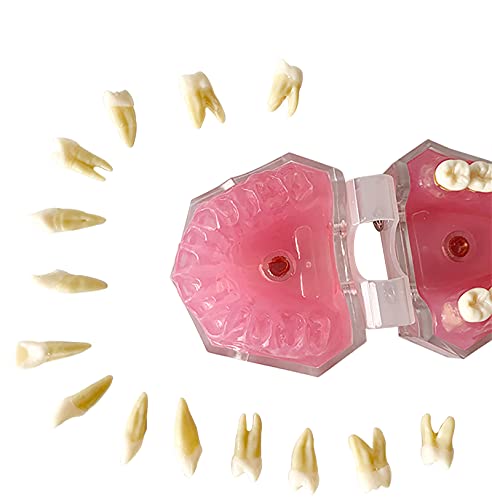 Demonstração odontológica padrão, Youya Dental Dents Modelo de ensino Modelo de estudo Ferramenta de gomas suaves Ensino do modo dental com 28 dentes removíveis